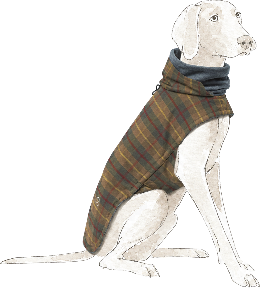 Watercolour illustration of a sitting dog wearing the tartan coat
